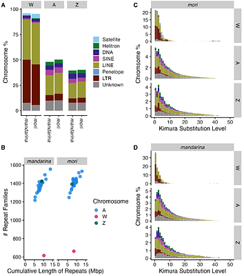 Wrong but useful: Bombyx silkworm W chromosome assemblies are flawed but still capture strongly reduced diversity of repetitive DNA