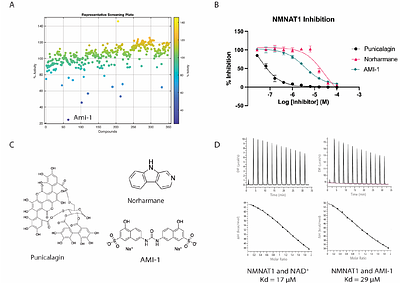 Structural and biochemical characterization of a novel inhibitor of NMNAT1, the gatekeeper of nuclear NAD+ biosynthesis