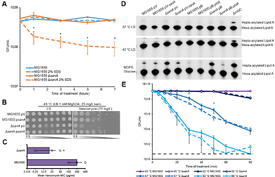 Impaired envelope integrity in the absence of SanA is linked to increased Lipid II availability and an imbalance of FtsI and FtsW activities