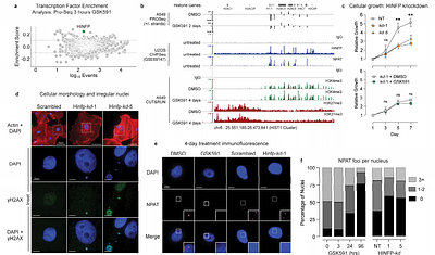 PRMT5 activity sustains histone production to maintain genome integrity