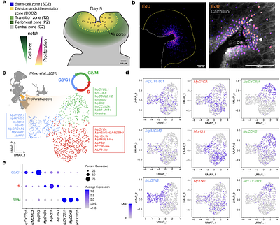 The minimal cell-cycle control system in Marchantia as a framework for understanding plant cell proliferation