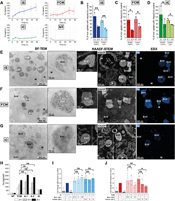 Understanding the kinetics of macrophage uptake and the metabolic fate of iron-carbohydrate complexes used for iron deficiency anemia treatment