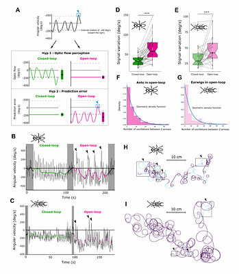 Predictive coding and oscillations underlie the optomotor response in distant insect lineages