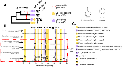 Investigating the landscape of plant-pollinator interactions in a hybrid zone