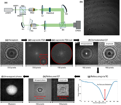 Impact of Image Representation on Deep Learning-Based Single-Cell Classification by Holographic Imaging Flow Cytometry