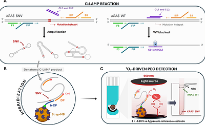 Clamp the LAMP: a photoelectrochemical platform for KRAS mutation detection via wild-type blocking