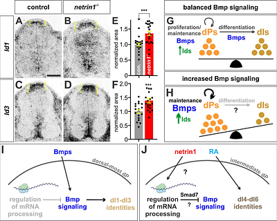 Netrin1 patterns the dorsal spinal cord through modulation of Bmp signaling