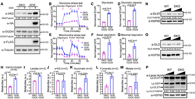 MLL3/4 methyltransferases regulate the differentiation of pluripotent stem cells via cellular respiration