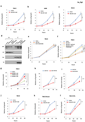 YAP inhibits NF-κB signaling and ccRCC growth by opposing p65-ZHX2 cooperativity