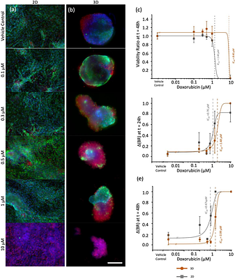 Optimizing cardiac organoid culture to enhance maturation, viability, and cardiotoxicity assessments