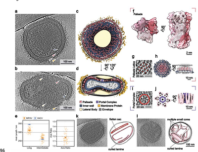 Molecular Architecture of Monkeypox Mature Virus