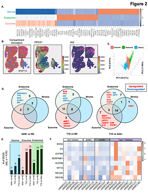 Spatial transcriptomics from pancreas and local draining lymph node tissue reveals a lymphotoxin-β signature in human type 1 diabetes