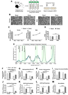 Sex differences in osteoblast matrix maturation regulate osteoblast-endothelial interactions