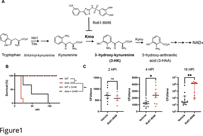 Kmo restricts Salmonella in a whole organism infection model by promoting macrophage lysosomal acidification through kainate receptor antagonism.