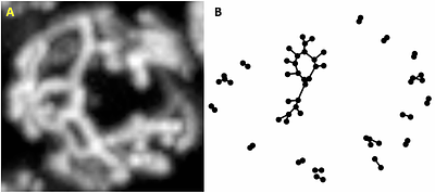 Combinatorial constraints predict that mitochondrial networks contain a large component
