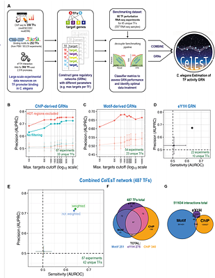 CelEsT: a unified gene regulatory network for estimating transcription factor activities in C. elegans