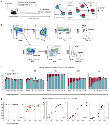 Quorum sensing underlies the establishment and maintenance of marginal zone B cells