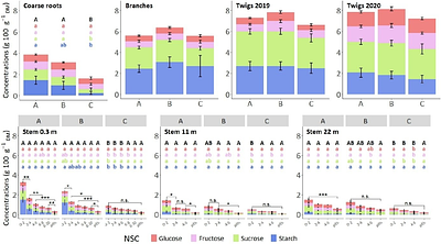 Impact of secondary pests on carbon allocation in declining beech trees after the 2018-2020 drought episode