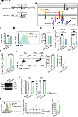 Integrating Fas-mediated apoptosis with IFNγ signaling to drive tumor regression in mRNA cancer therapeutics