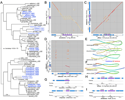 Germline novelty through recurrent copy-number, protein, and regulatory evolution of the synaptonemal complex
