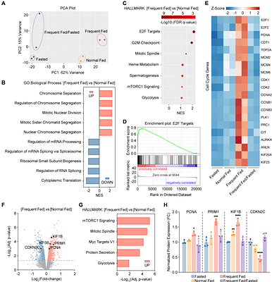Dynamic hyperplastic cardiac growth in Burmese pythons