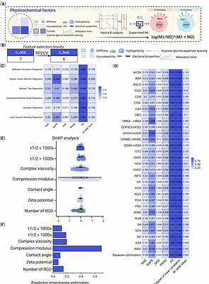 Interpretable AI driven materiomics to decode microenvironmental cues for stem cell immunomodulation