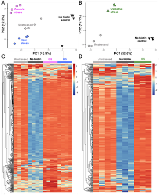 Analysis of stress-induced surfaceome remodeling reveals surface accumulation of the cation-independent mannose-6-phosphate receptor (CI-M6PR)