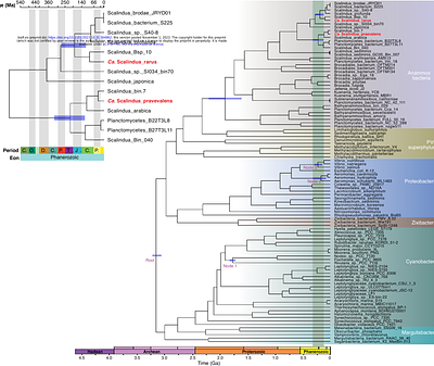 Origin, age, and metabolisms of dominant anammox bacteria in the global oxygen deficient zones