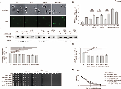 The Elg1 Replication Factor C-like complex safeguards cells from replication stress through a noncanonical pathway independent of the Mec1-Rad53 axis
