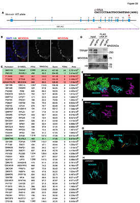 MEIOSIN retains an intrinsic STRA8-independent activity that drives meiotic entry across vertebrate evolution