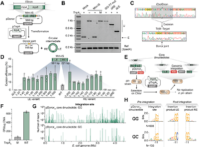 Antagonistic conflict between transposon-encoded introns and guide RNAs
