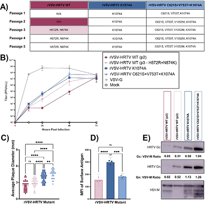 Mutations that positively affect Bandavirus glycoprotein function on VSV vectored vaccines