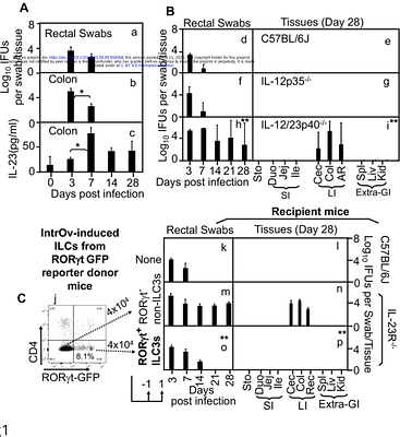 Dendritic cell-intrinsic TLR/MyD88 signaling promotes the clearance of a live-attenuated oral vaccine