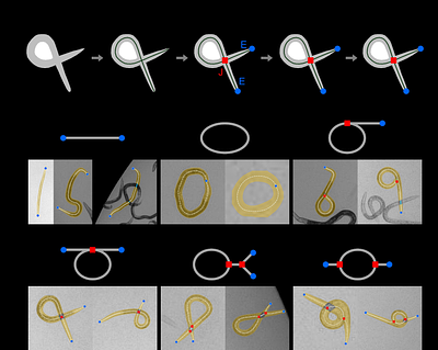 Multiscale learning and topological analysis across complex postures enable robust nematode size quantification in pharmacological assays