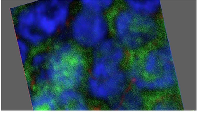 Host insect microRNAs are translocated to an obligate endosymbiont