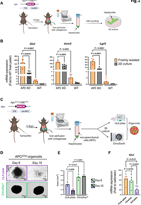 New three-dimensional preclinical models to understand and treat liver cancers activated for the β-catenin pathway