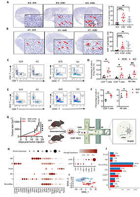 METTL5 Blockade Enhances Anti-Tumor Immune Response via Inducing Neoantigen Generation