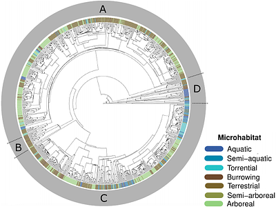 Beyond the Panglossian paradigm: adaptation, constraint, and anuran functional trait evolution.