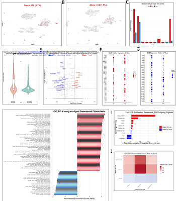Diminished and altered cellular senescence response in delayed wound healing of aging