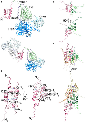 Critical amino acid residues in the N-terminal domain of NADPH-dependent assimilatory sulfite reductase flavoprotein mediate octameric assembly