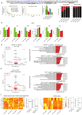 Loss of host factor-mediated m6Am methylation of the viral RNA cap impairs SARS CoV-2 replication