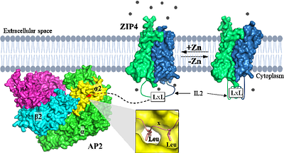Endocytosis of a zinc transceptor ZIP4 is mediated by AP2 through an atypical dileucine motif