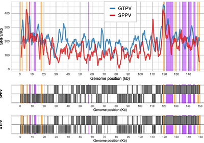 Insights into goatpox virus and sheeppox virus genomes from pangenome graphs