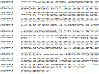 Isolation of Cyclotide Gene from Solanaceae Family and Its Bioinformatics Analysis