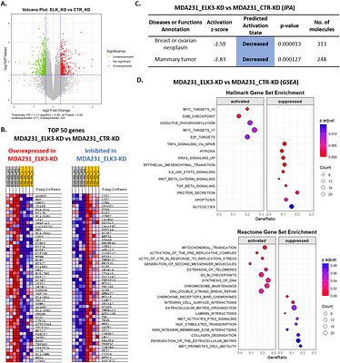 Whole transcriptome analysis reveals ELK3 as a key driver of metastasis through regulation of 3D migration and stemness in triple-negative breast cancer cells