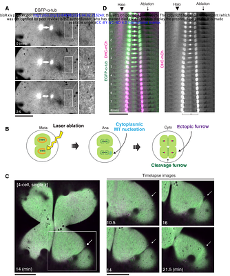 Spatiotemporal organization of dynein in bulk cytoplasm promotes aster growth and positioning in large embryos
