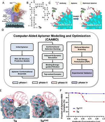 In silico design and validation of high-affinity RNA aptamers for SARS-CoV-2 comparable to neutralizing antibodies