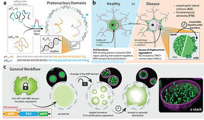 DNA Protonuclei as Programmable Nuclear Mimics Reveal Environmental Context on Protein Phase Separation