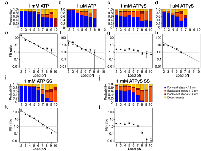 ATPγS unbiases kinesin