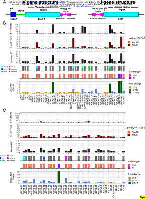 Germline polymorphism in the immunoglobulin kappa and lambda loci explain variation in the expressed light chain antibody repertoire
